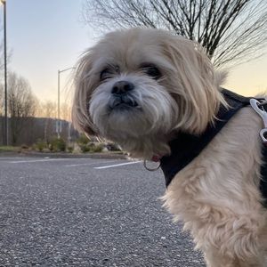 Meet your Posher, Morgan